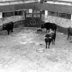 Toros para Corrida del Rollo 1952. Foto Bonacasa