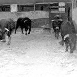 Toros para Corrida del Rollo 1952. Foto Bonacasa